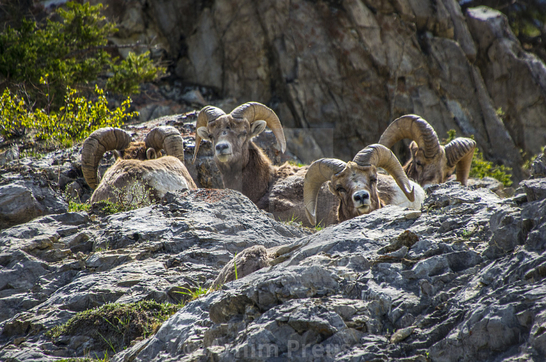 "Bighorn Sheep" stock image