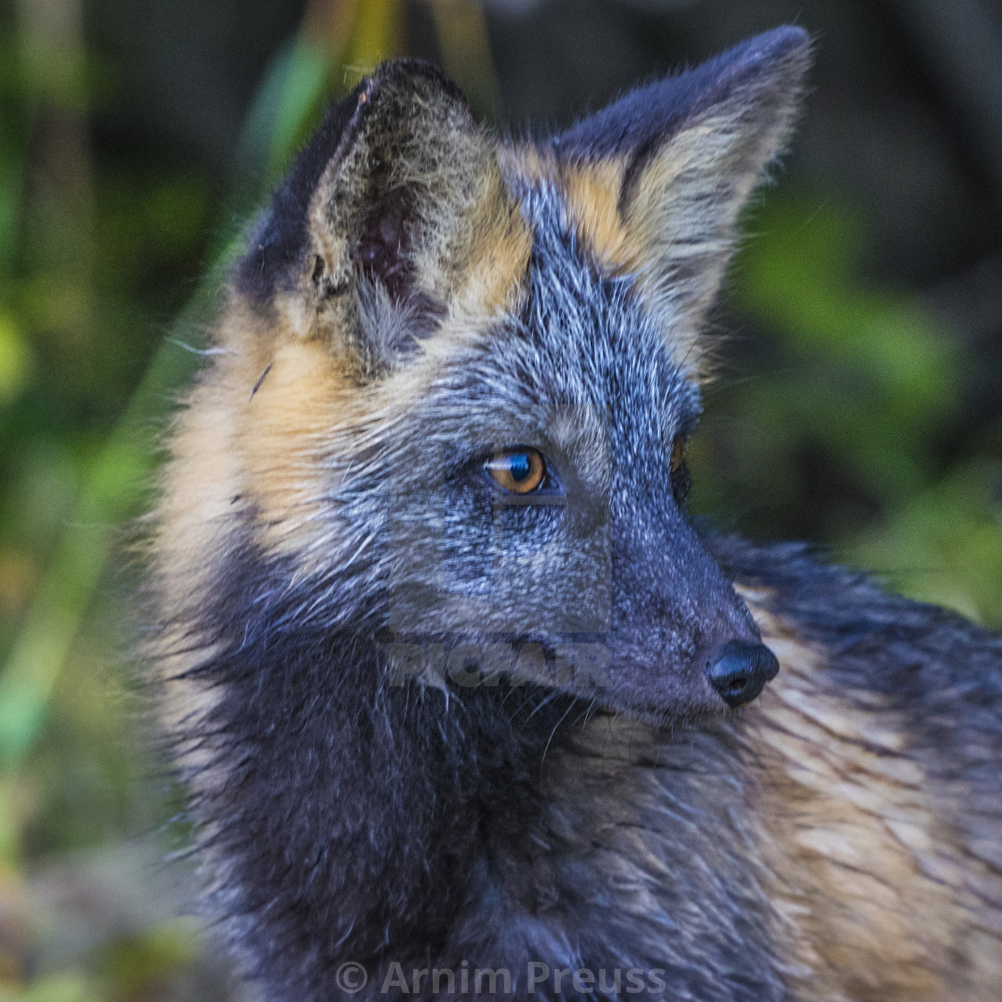 "Fox Portrait" stock image