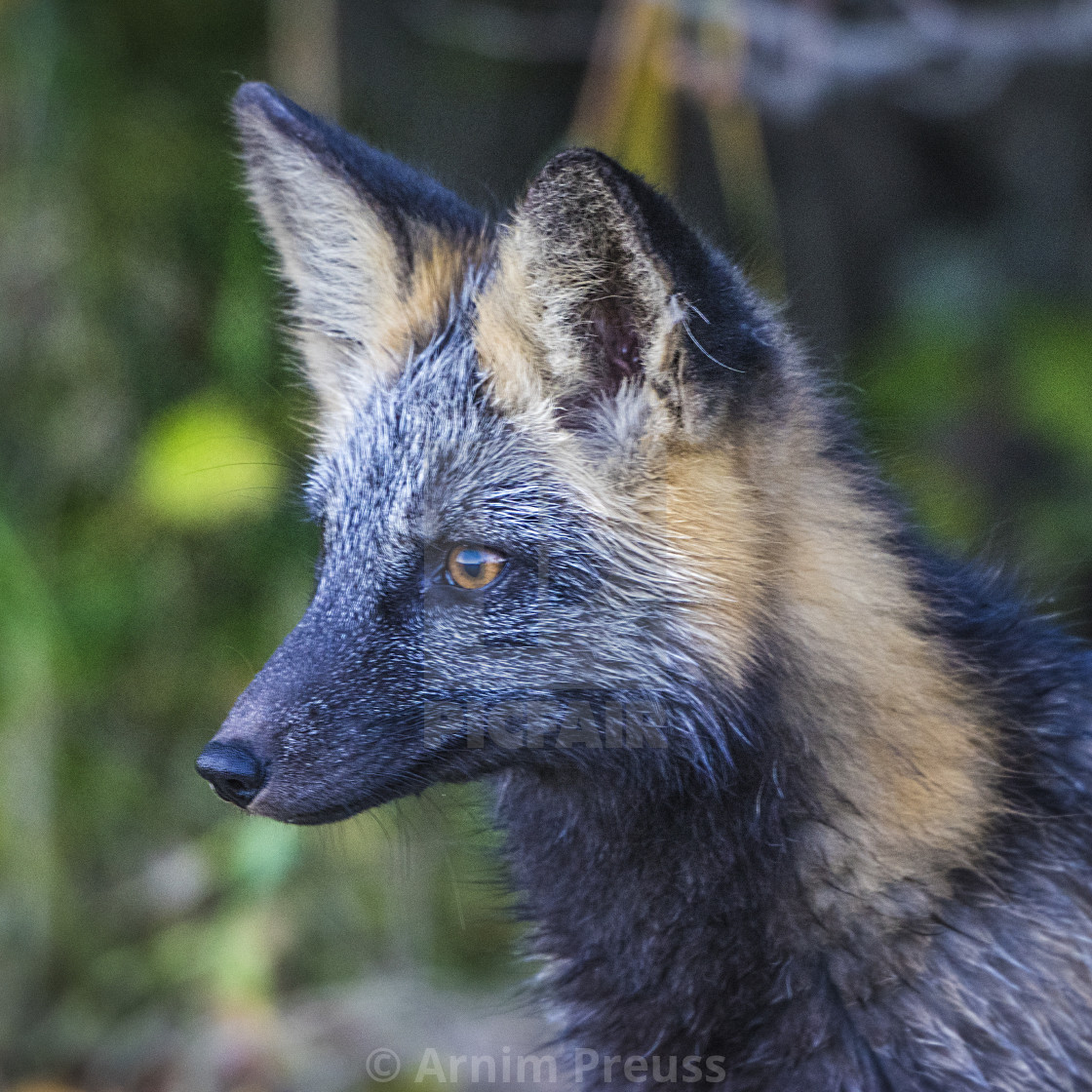 "Fox Portrait" stock image