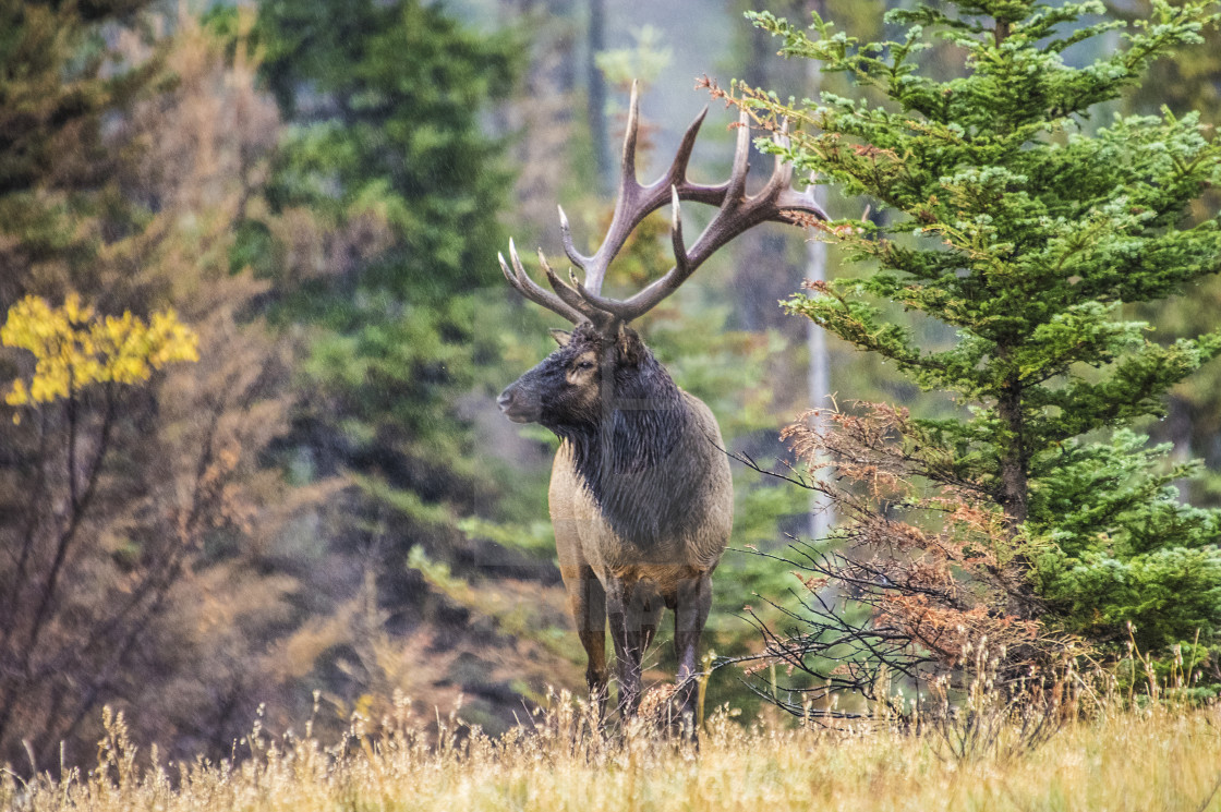 "Elk" stock image