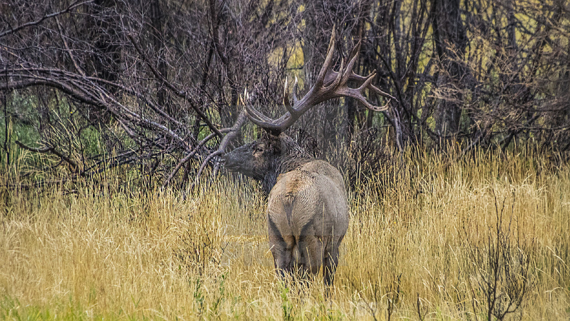 "Elk" stock image