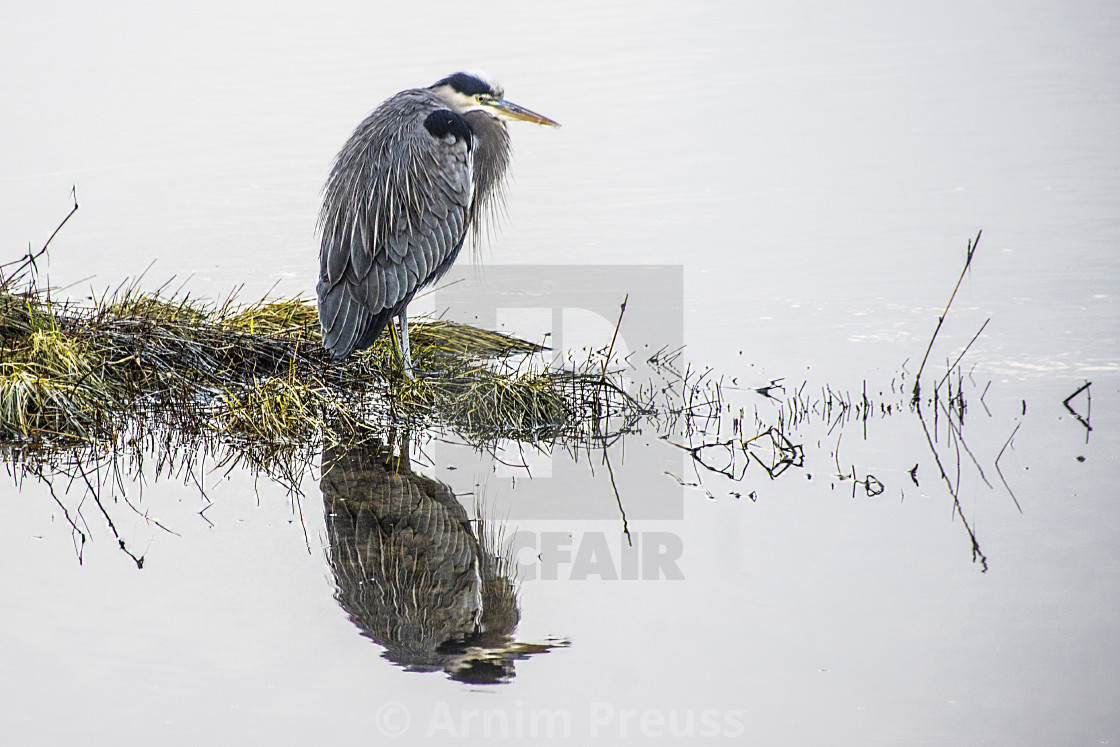 "Great Blue Heron" stock image