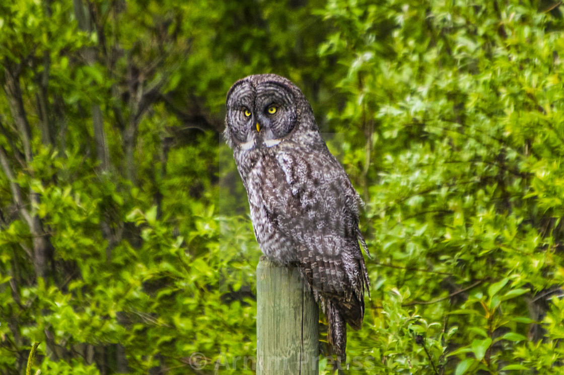 "Great Grey Owl" stock image