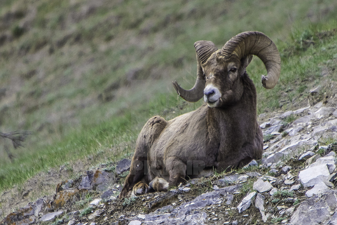 "Bighorn Sheep" stock image