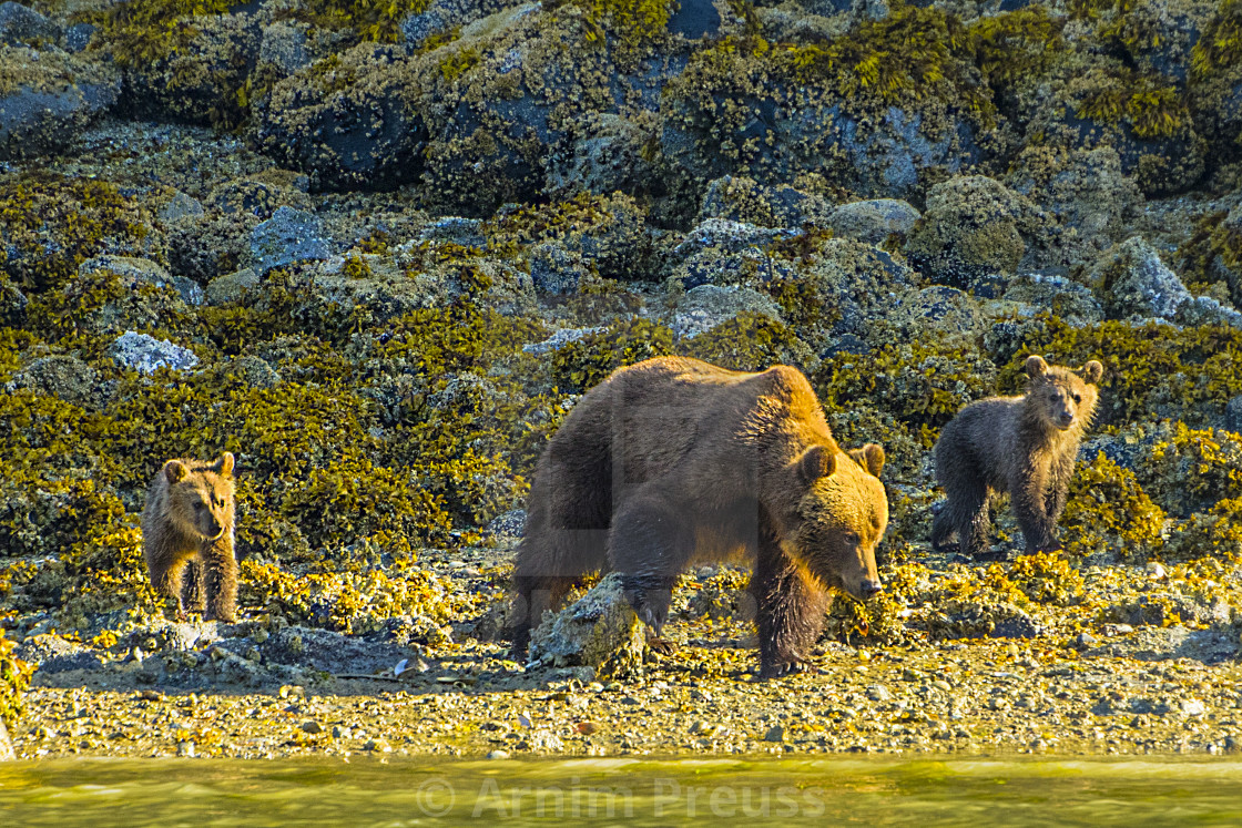 "Mother Grizzly With Cubs" stock image