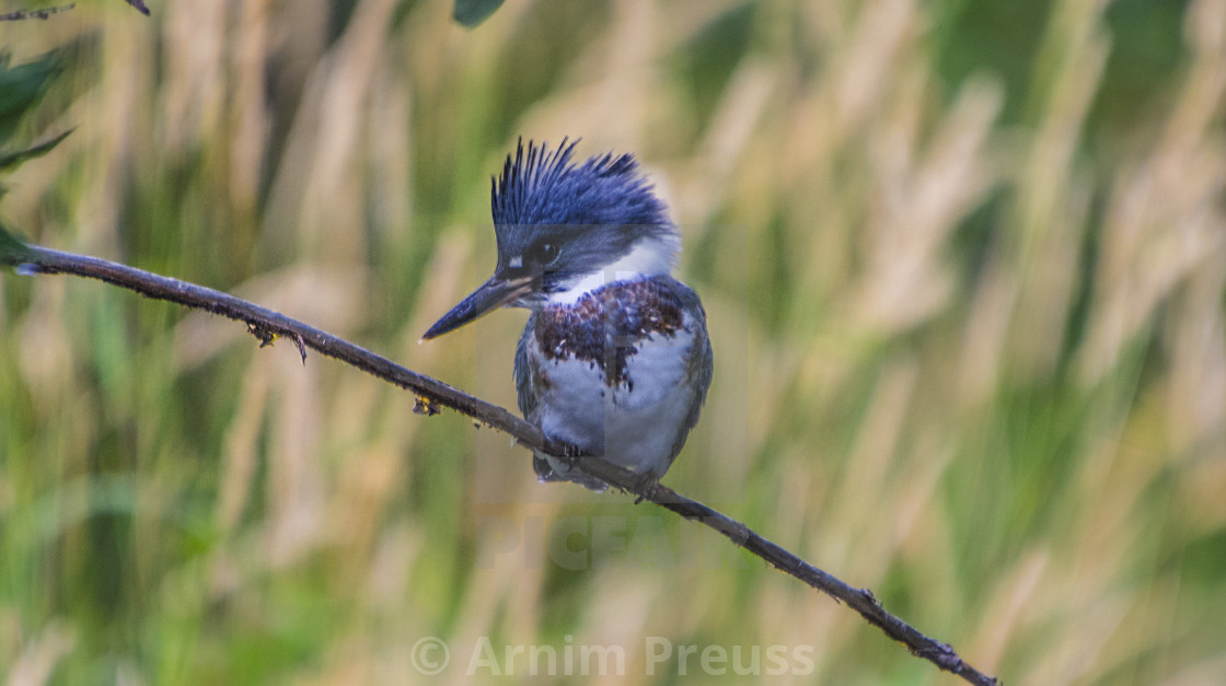 "Kingfisher" stock image