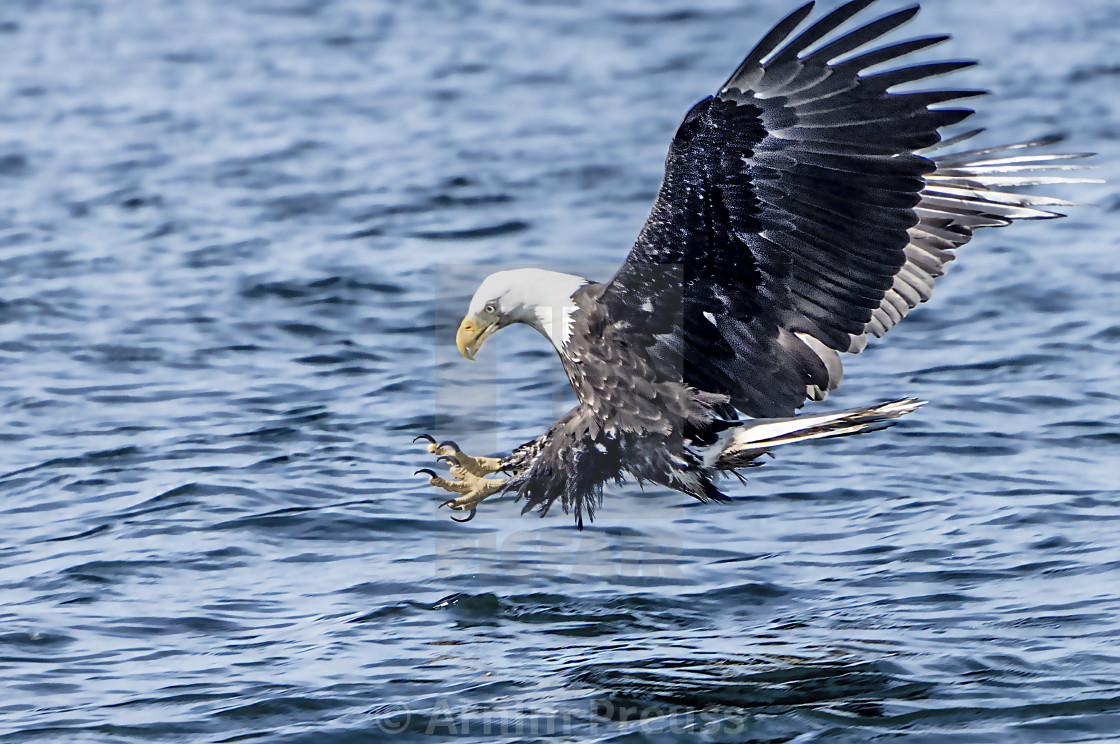 "Striking Eagle" stock image