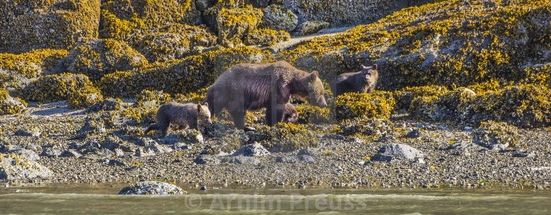 "Mother Grizzly With Cubs" stock image