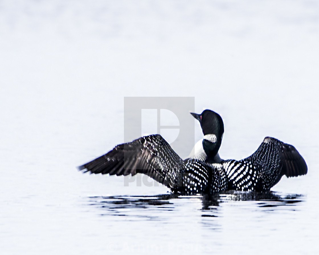 "Posturing Loon" stock image