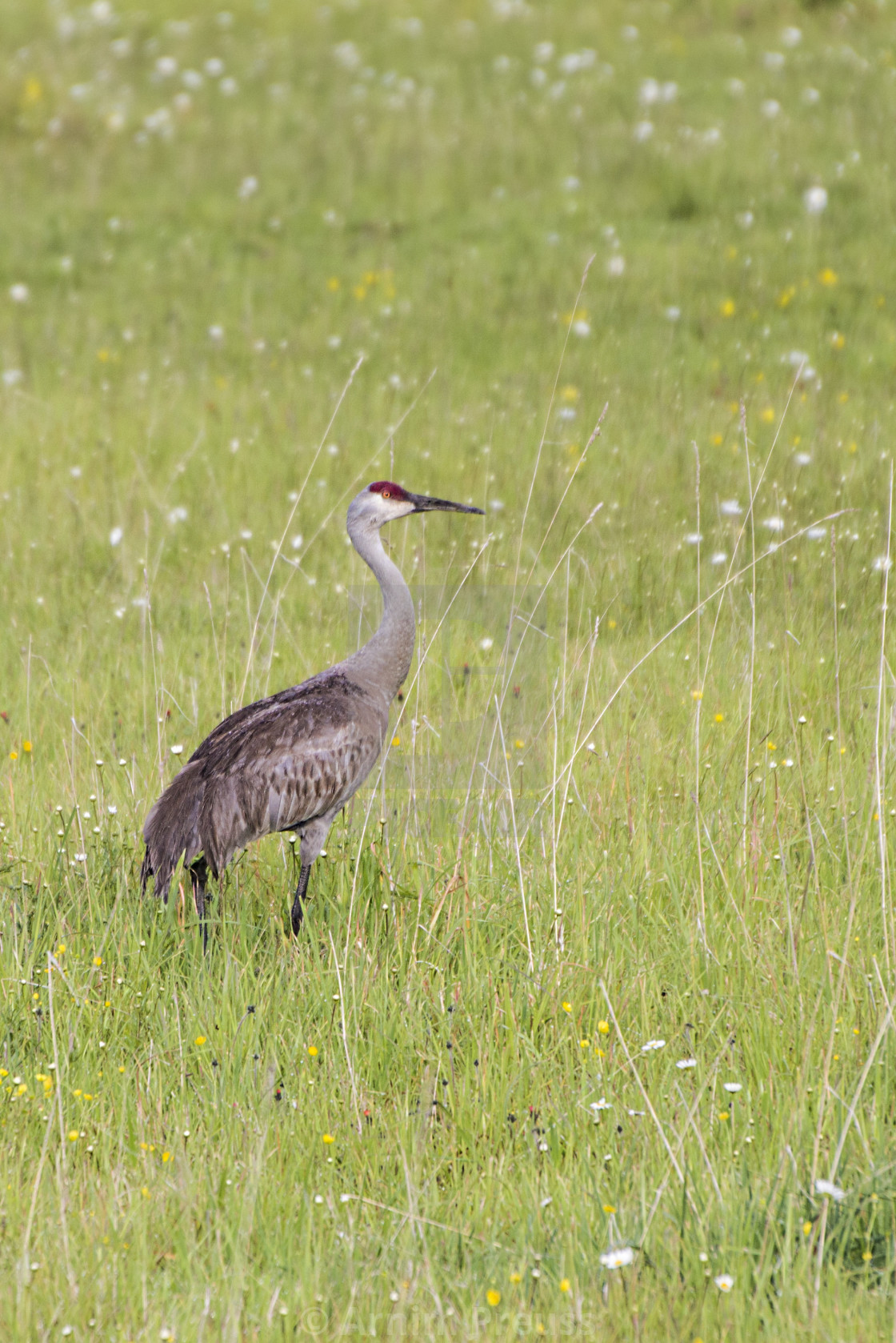 "Dancing Sandhill Cranes" stock image