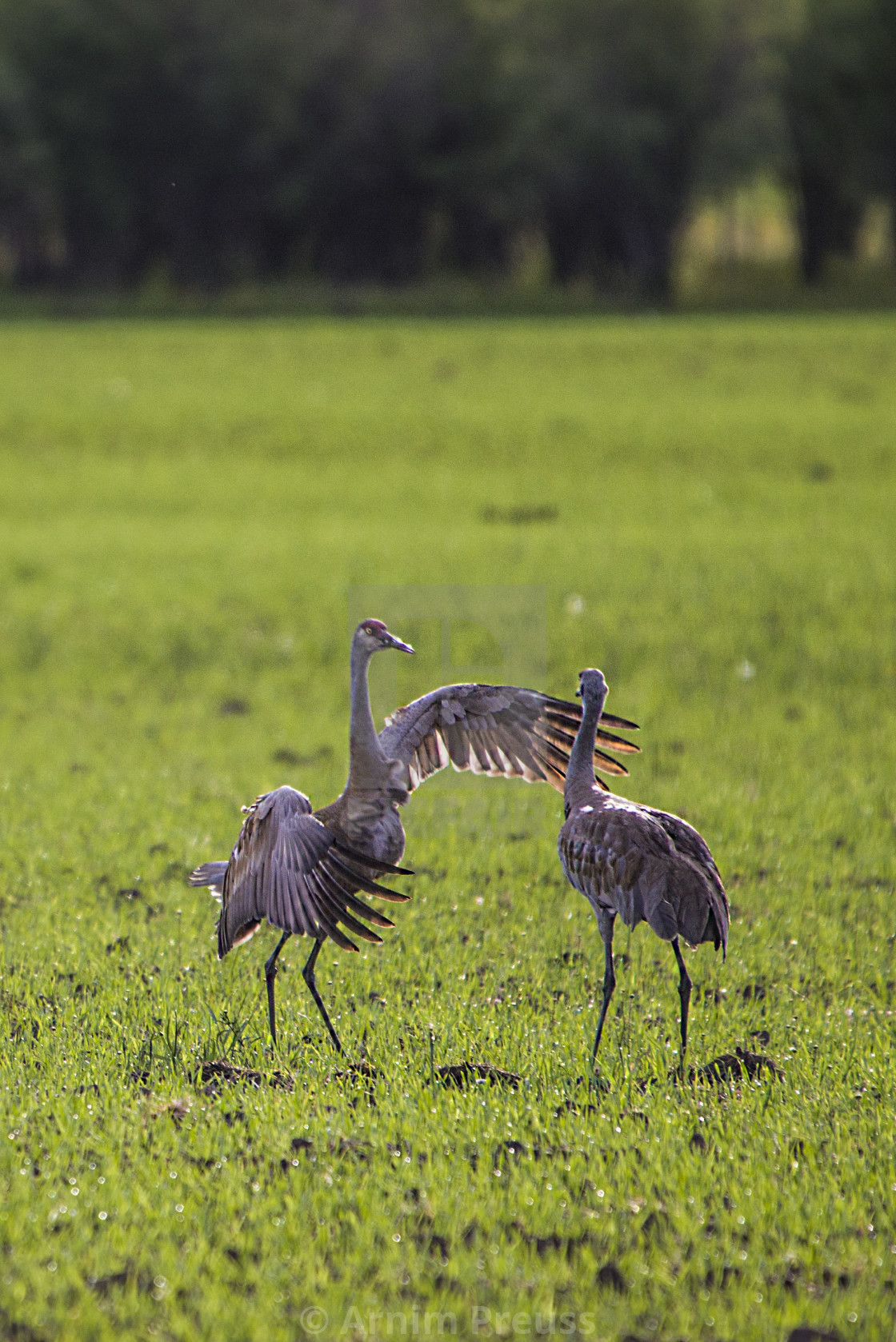 "Dancing Sandhill Cranes" stock image