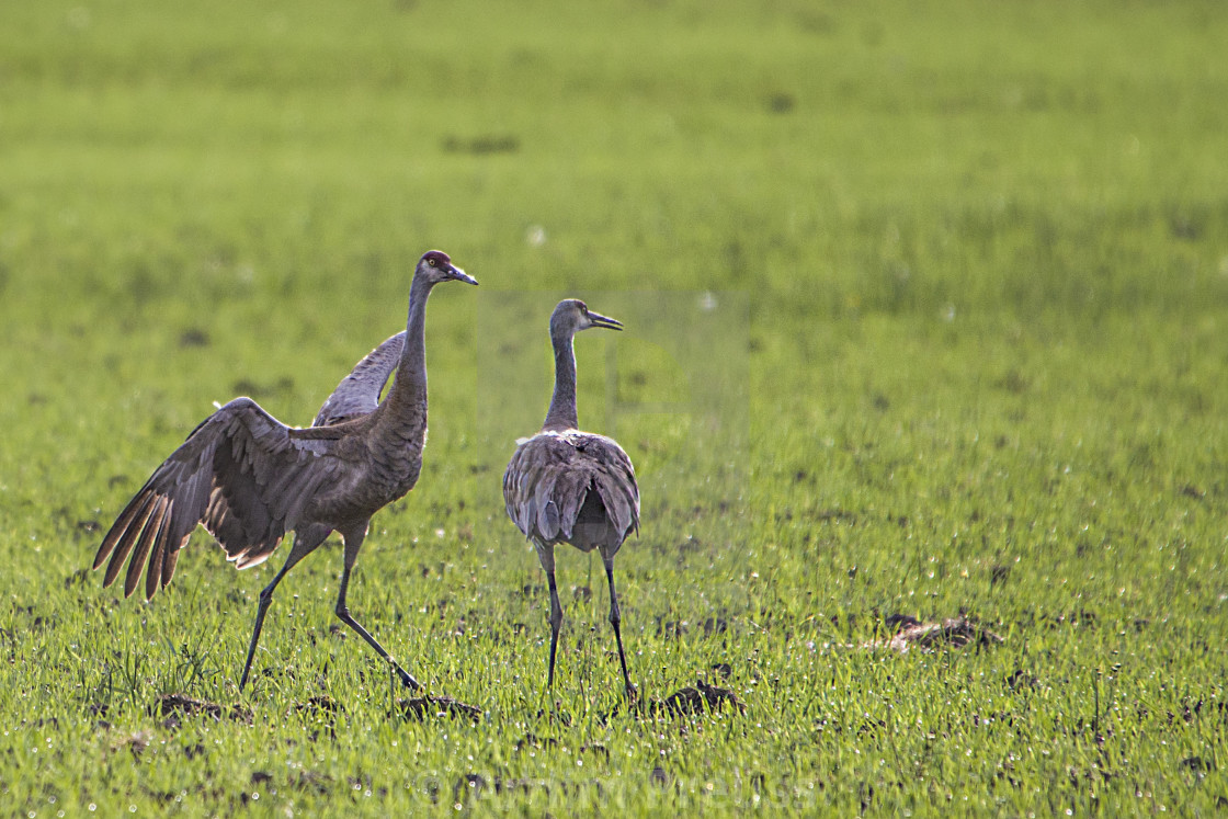 "Dancing Sandhill Cranes" stock image