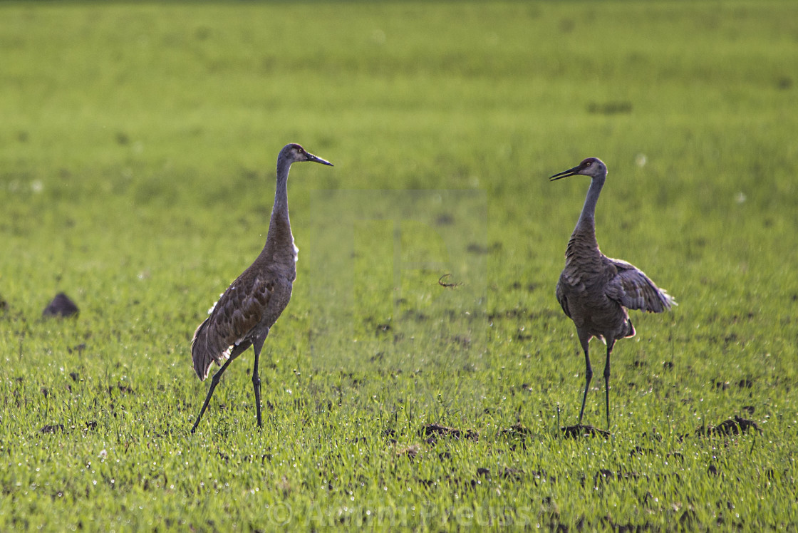 "Dancing Sandhill Cranes" stock image