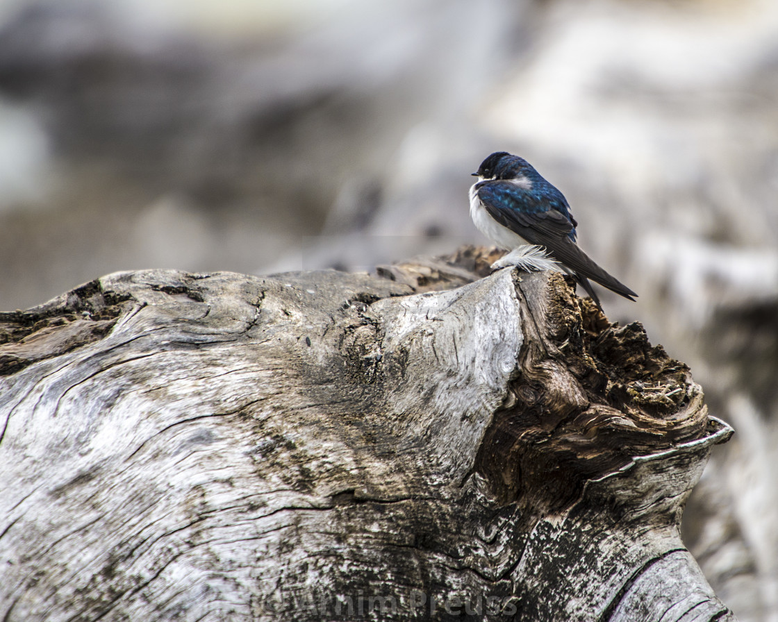 "Swallow On Log" stock image