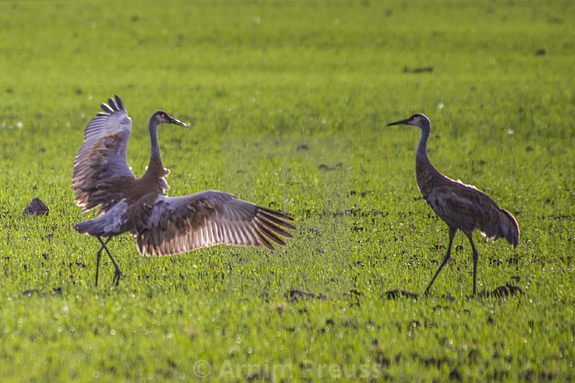 "Dancing Sandhill Cranes" stock image