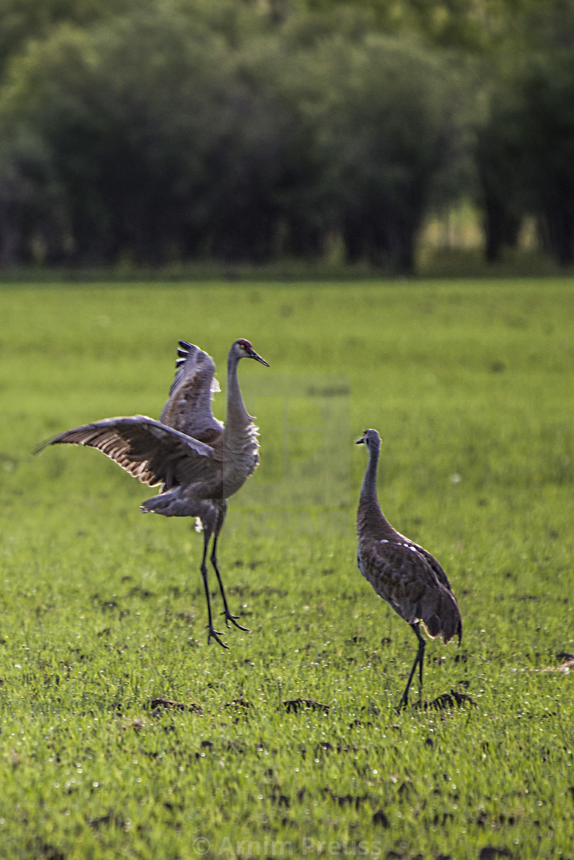 "Dancing Sandhill Cranes" stock image