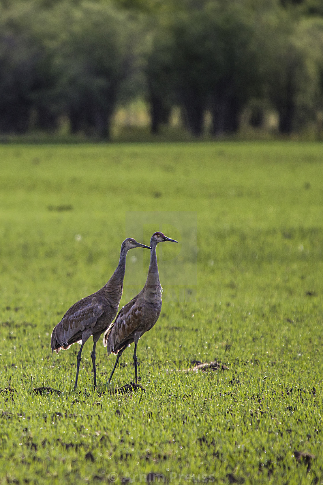 "Dancing Sandhill Cranes" stock image