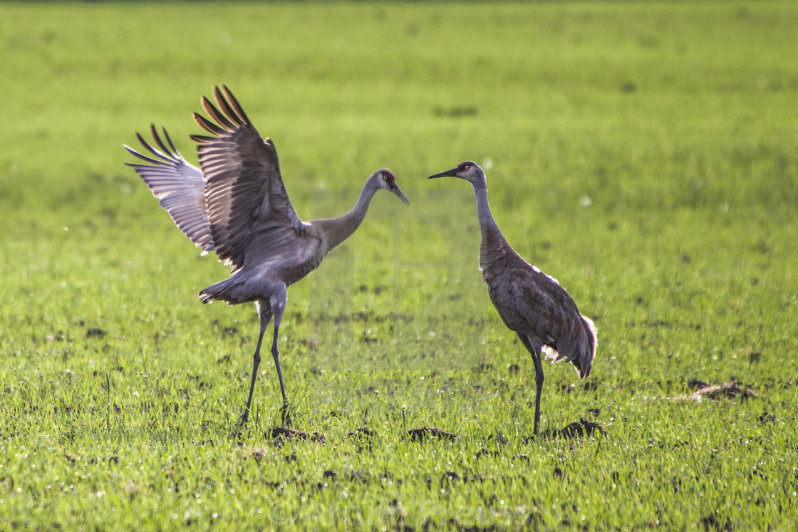 "Dancing Sandhill Cranes" stock image