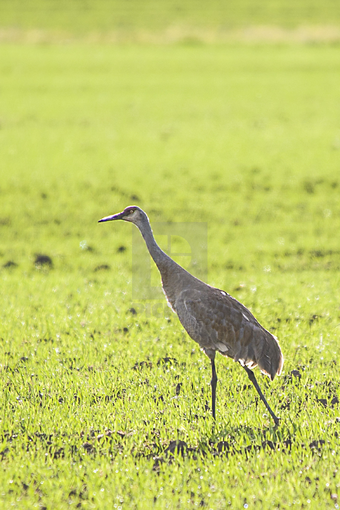 "Dancing Sandhill Cranes" stock image