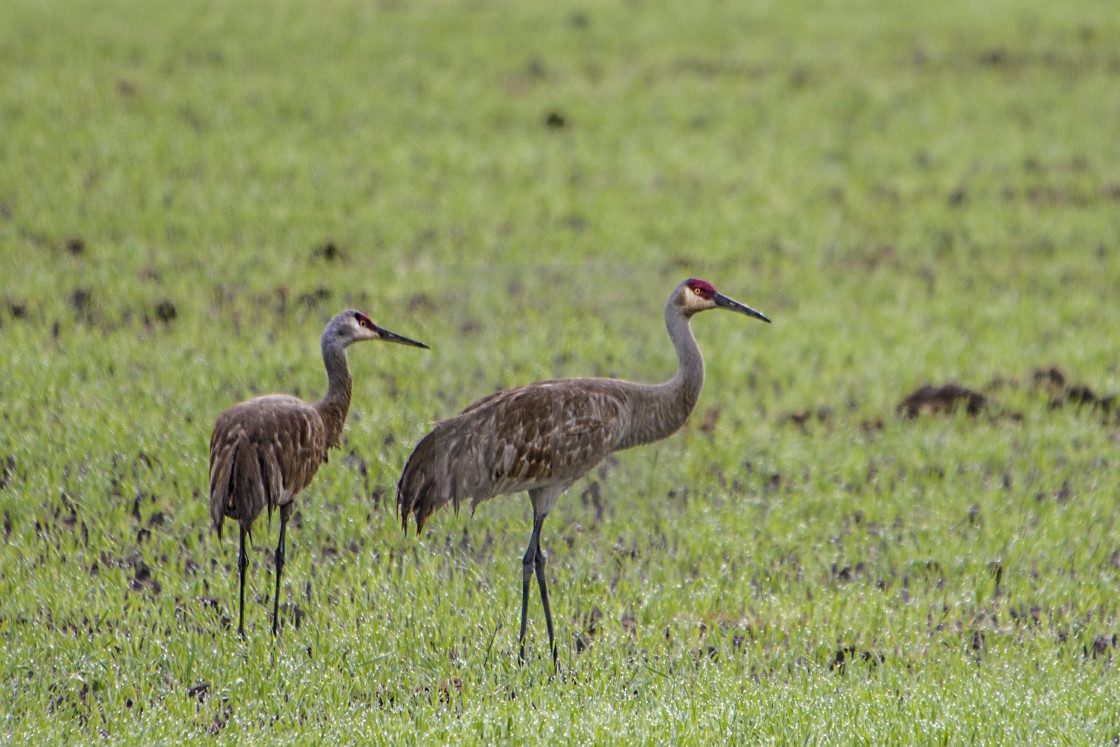 "Dancing Sandhill Cranes" stock image