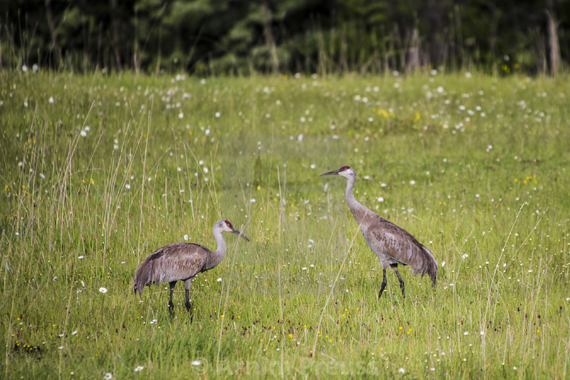 "Dancing Sandhill Cranes" stock image