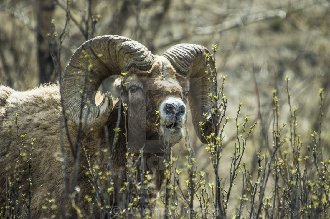 "Bighorn Ram" stock image