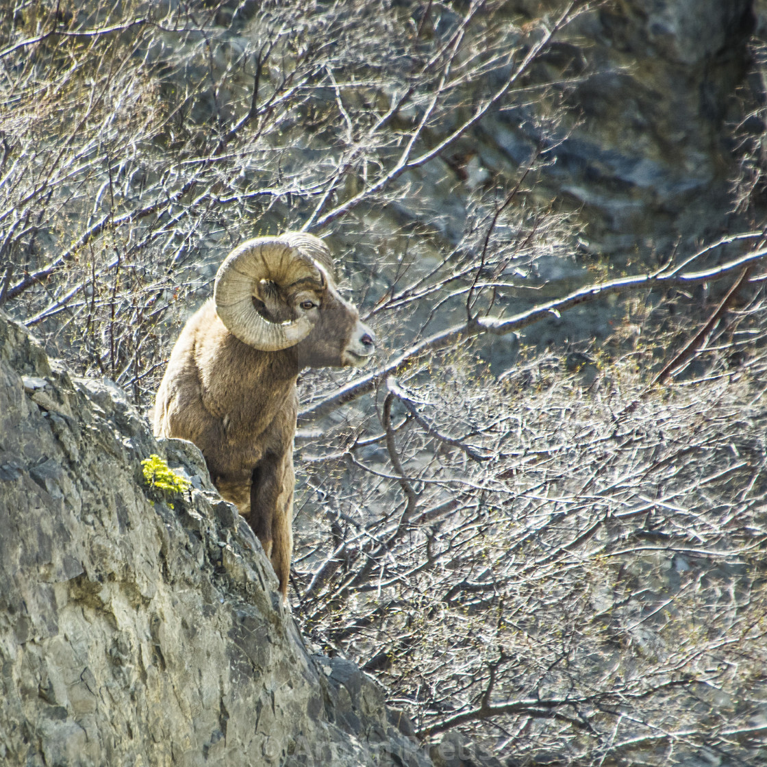 "Bighorn Ram" stock image