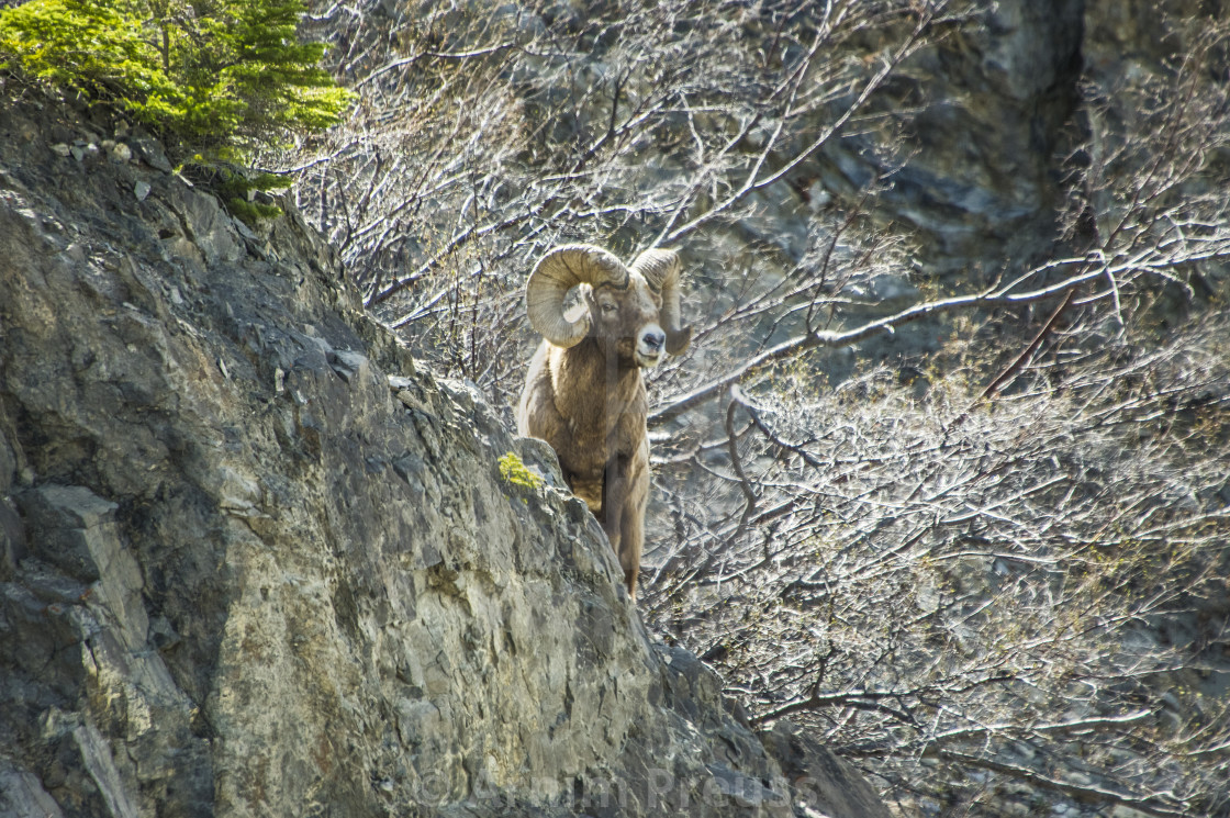 "Bighorn Ram" stock image