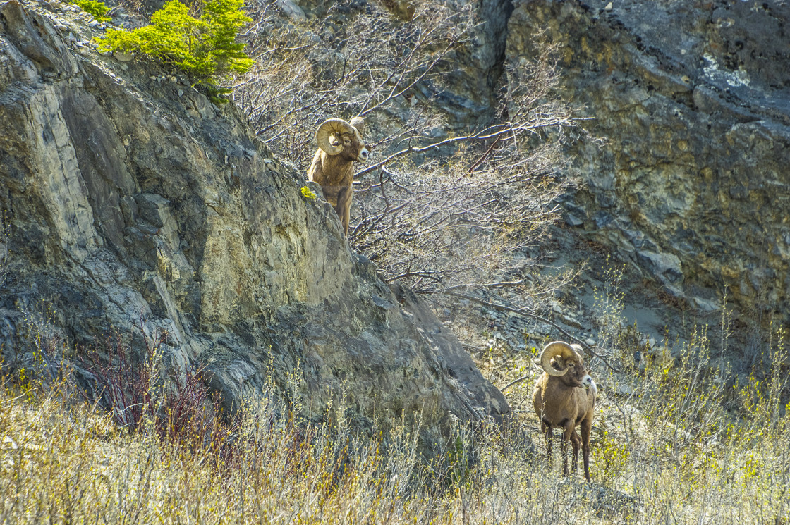 "Bighorn Ram" stock image