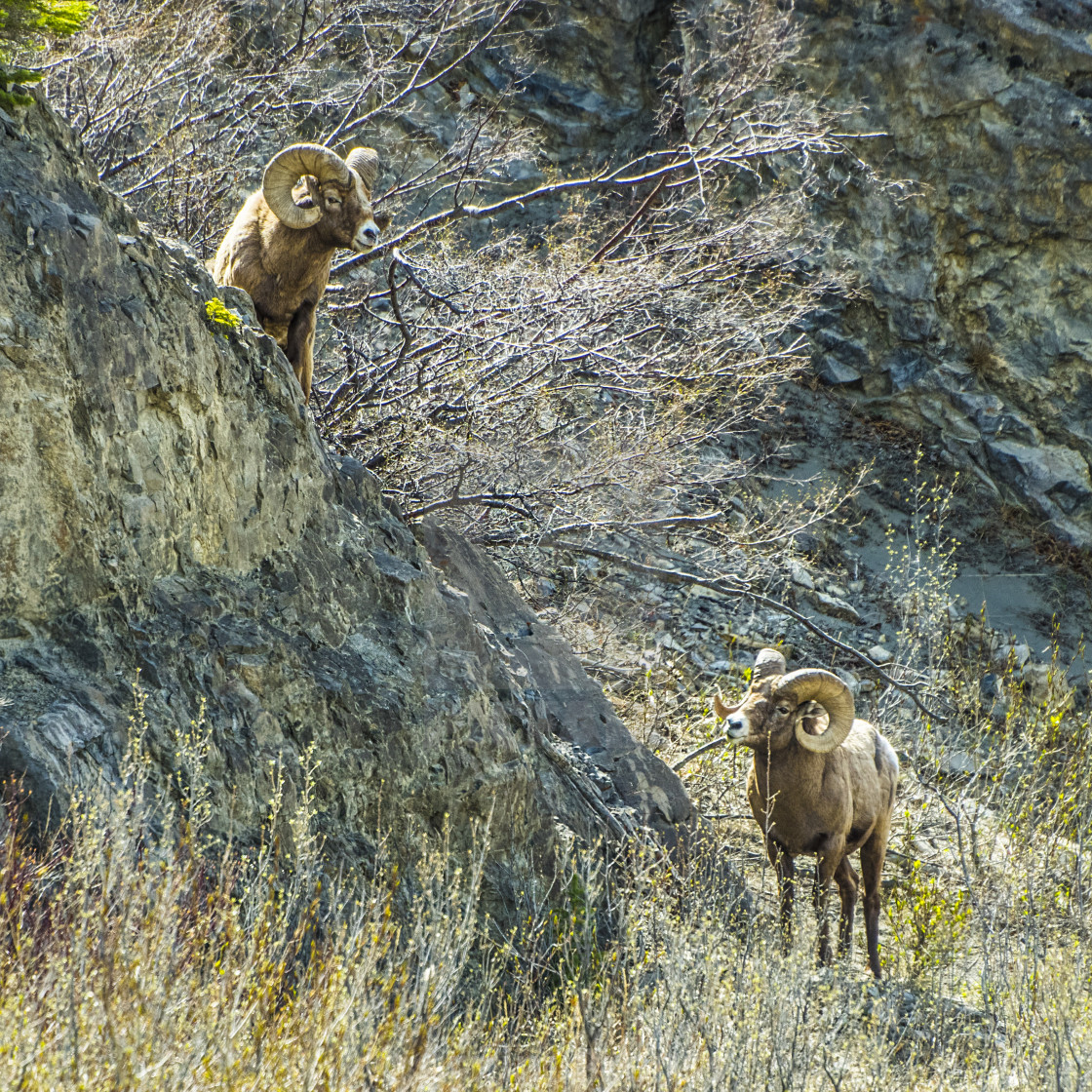 "Bighorn Sheep" stock image