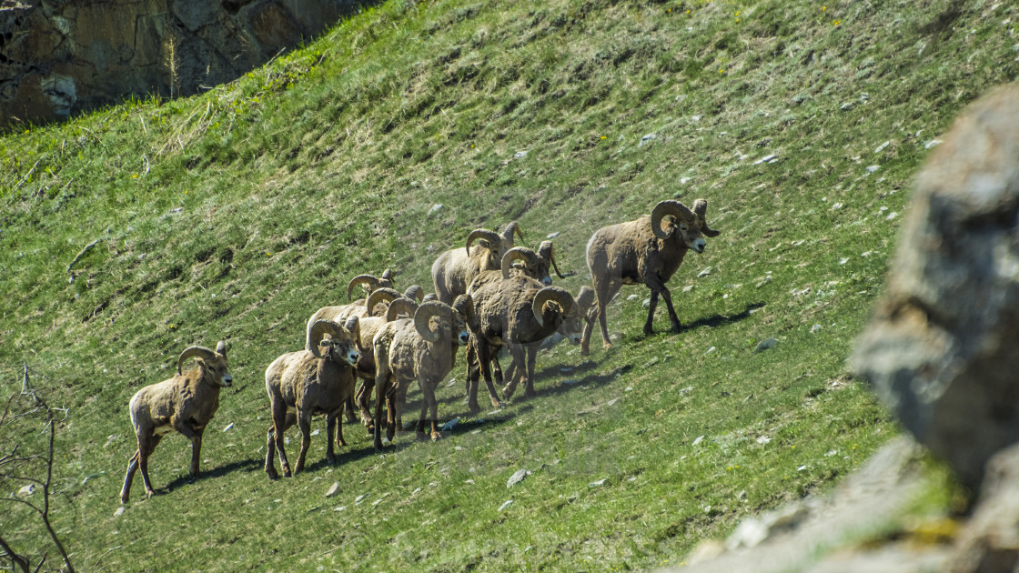 "Bighorn Sheep" stock image