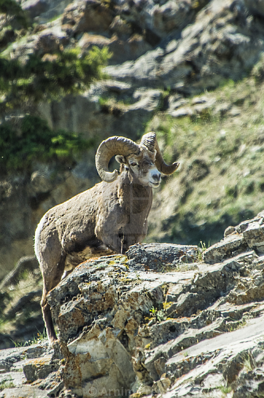 "Bighorn Sheep" stock image