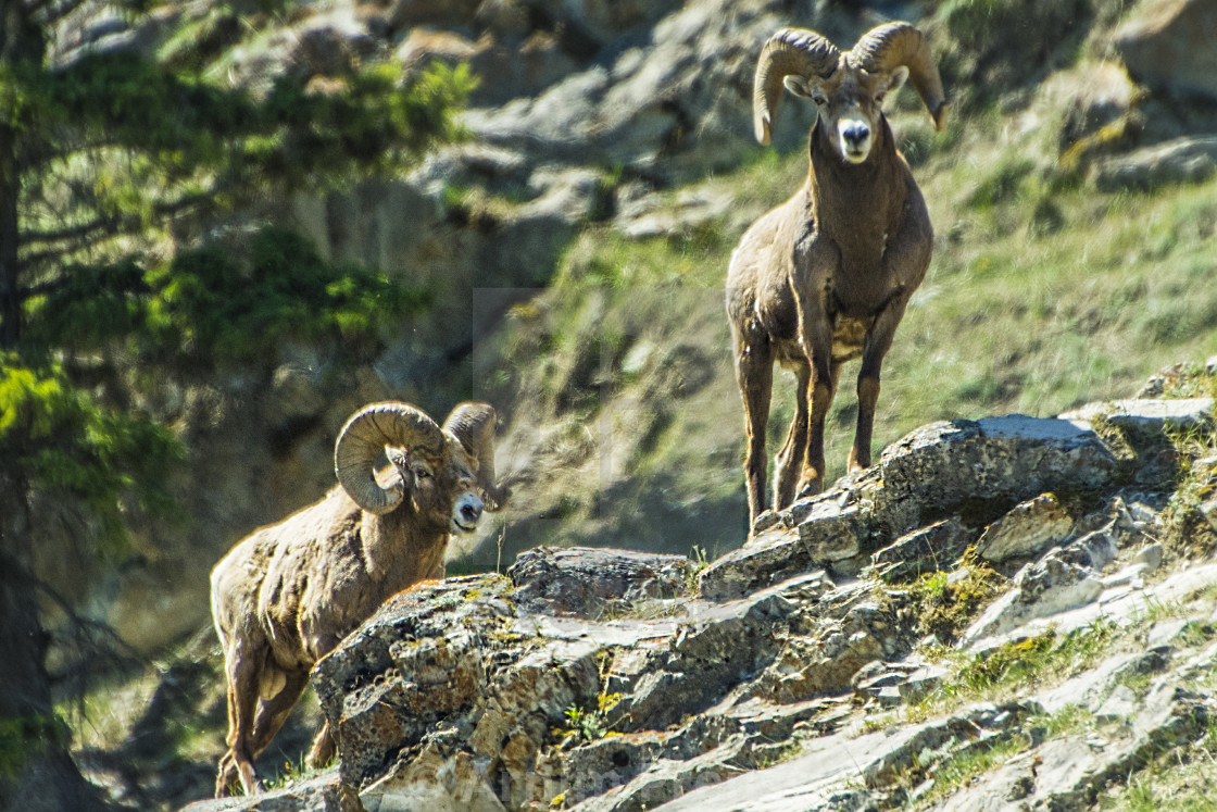 "Bighorn Sheep" stock image