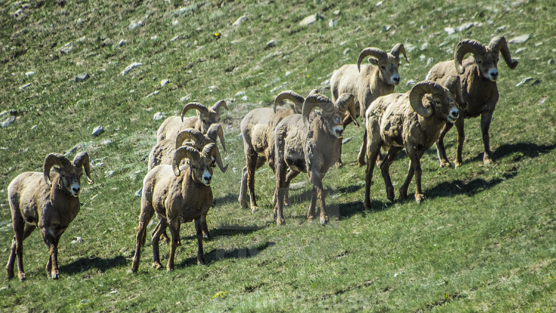 "Bighorn Sheep" stock image