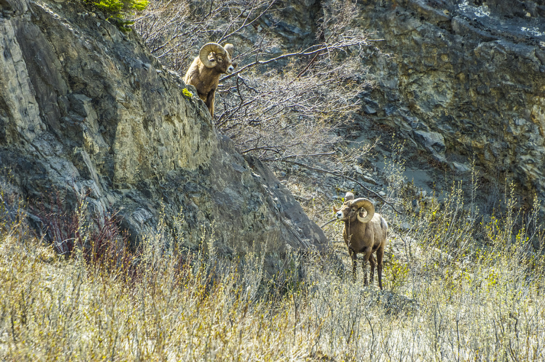 "Bighorn Sheep" stock image