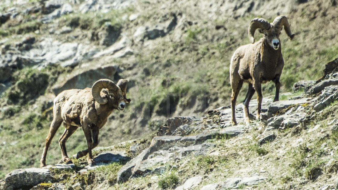 "Bighorn Sheep" stock image