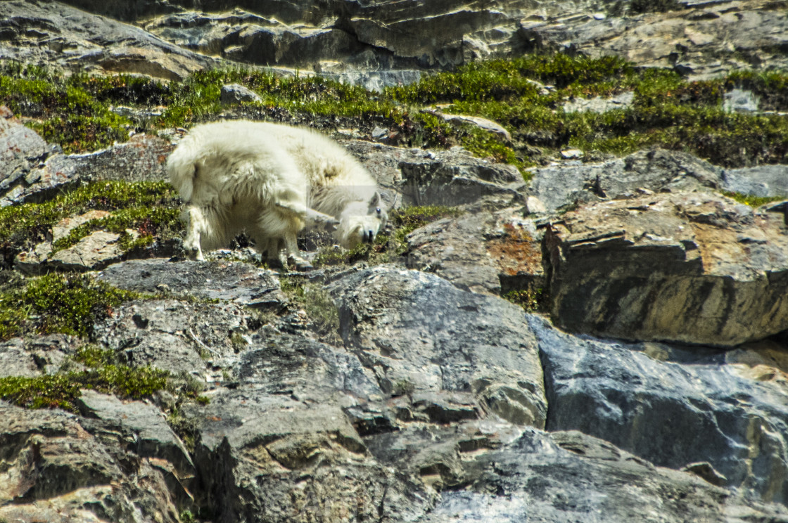 "Mountain Goat" stock image