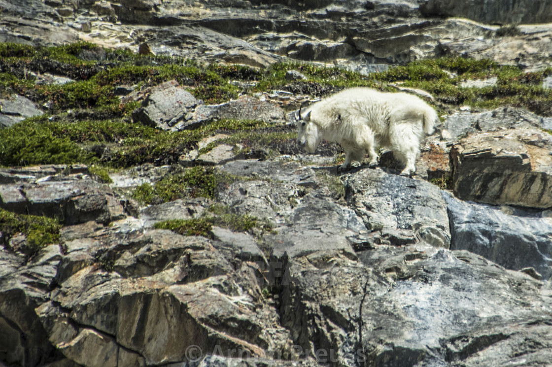 "Mountain Goat" stock image