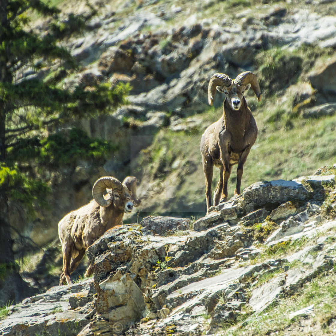 "Bighorn Sheep" stock image