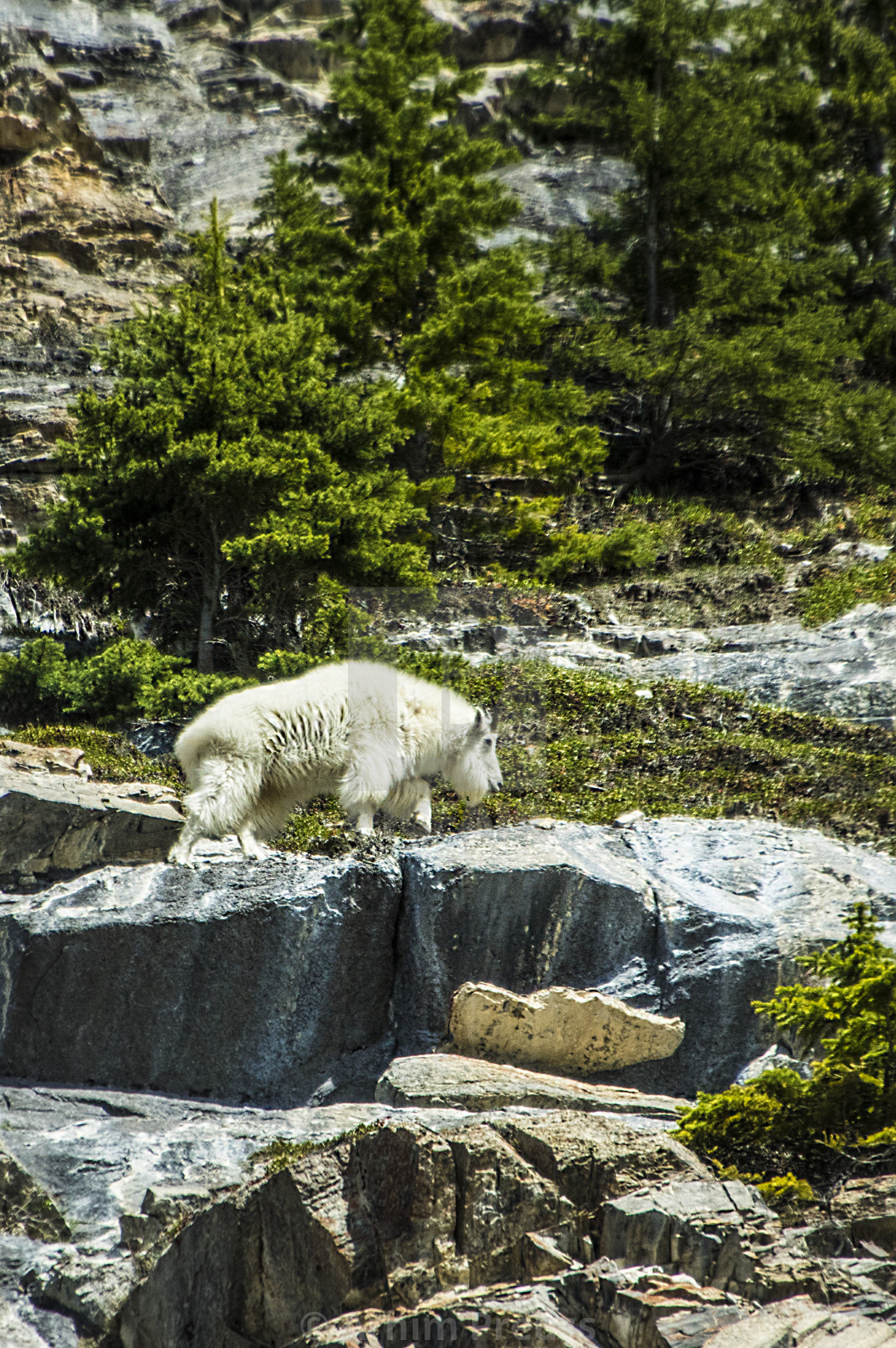 "Mountain Goat" stock image