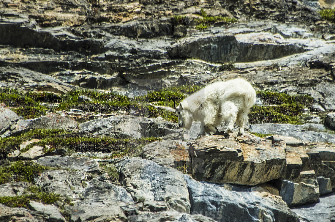 "Mountain Goat" stock image