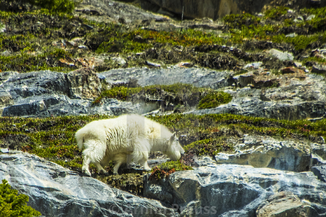 "Mountain Goat" stock image