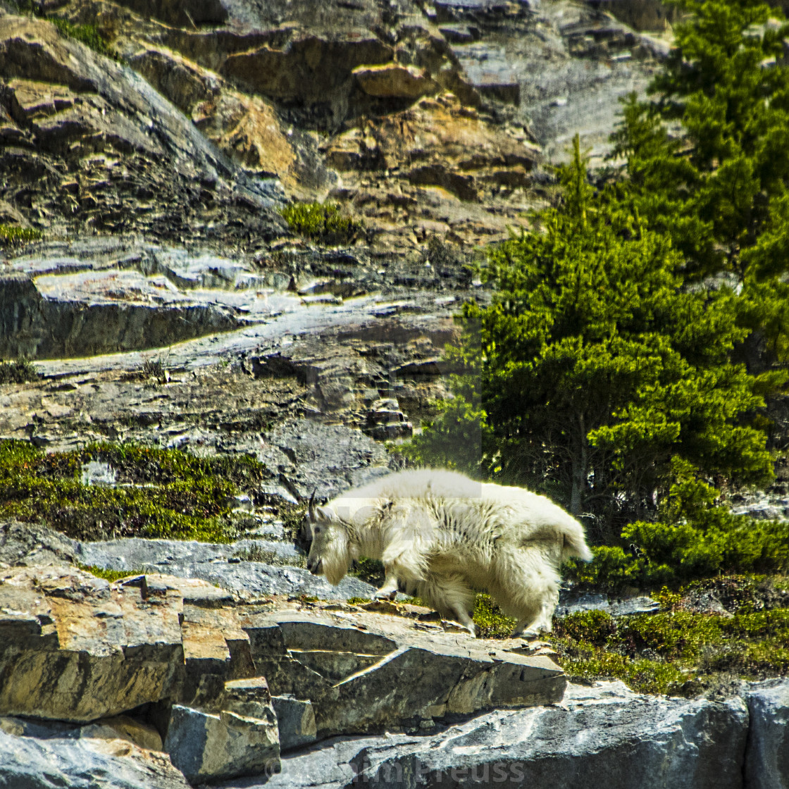 "Mountain Goat" stock image