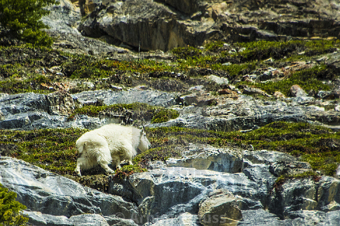 "Mountain Goat" stock image