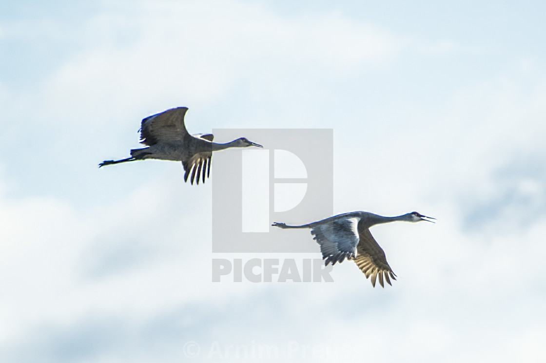 "Sandhill Cranes" stock image