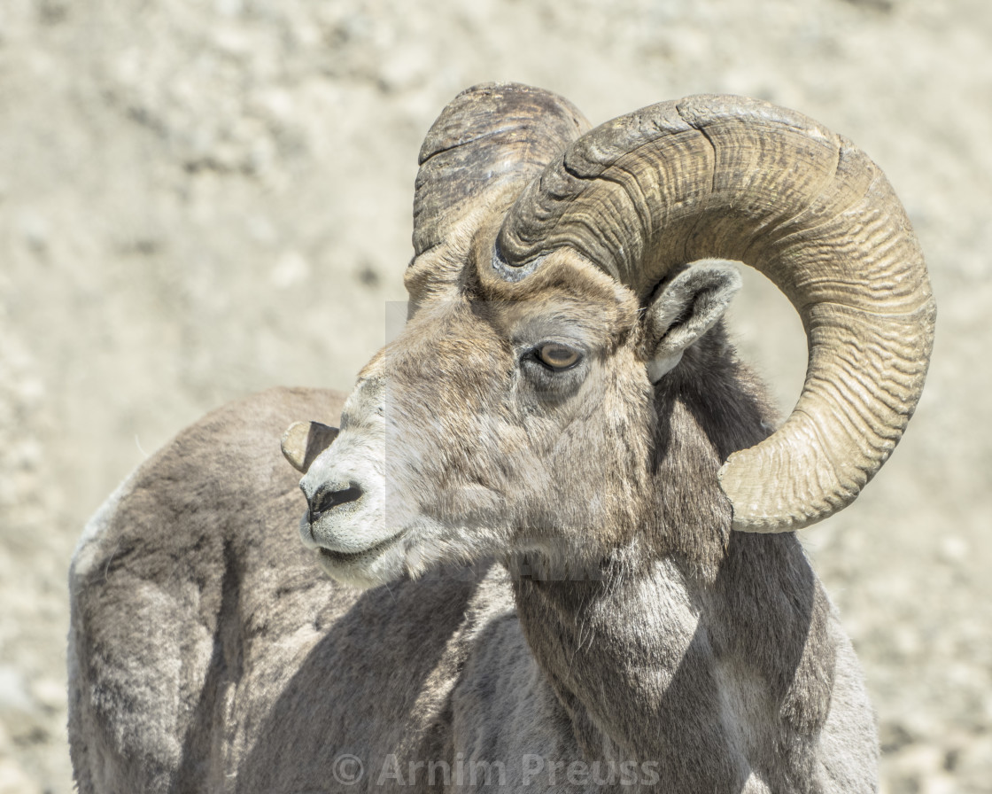 "Bighorn Ram" stock image