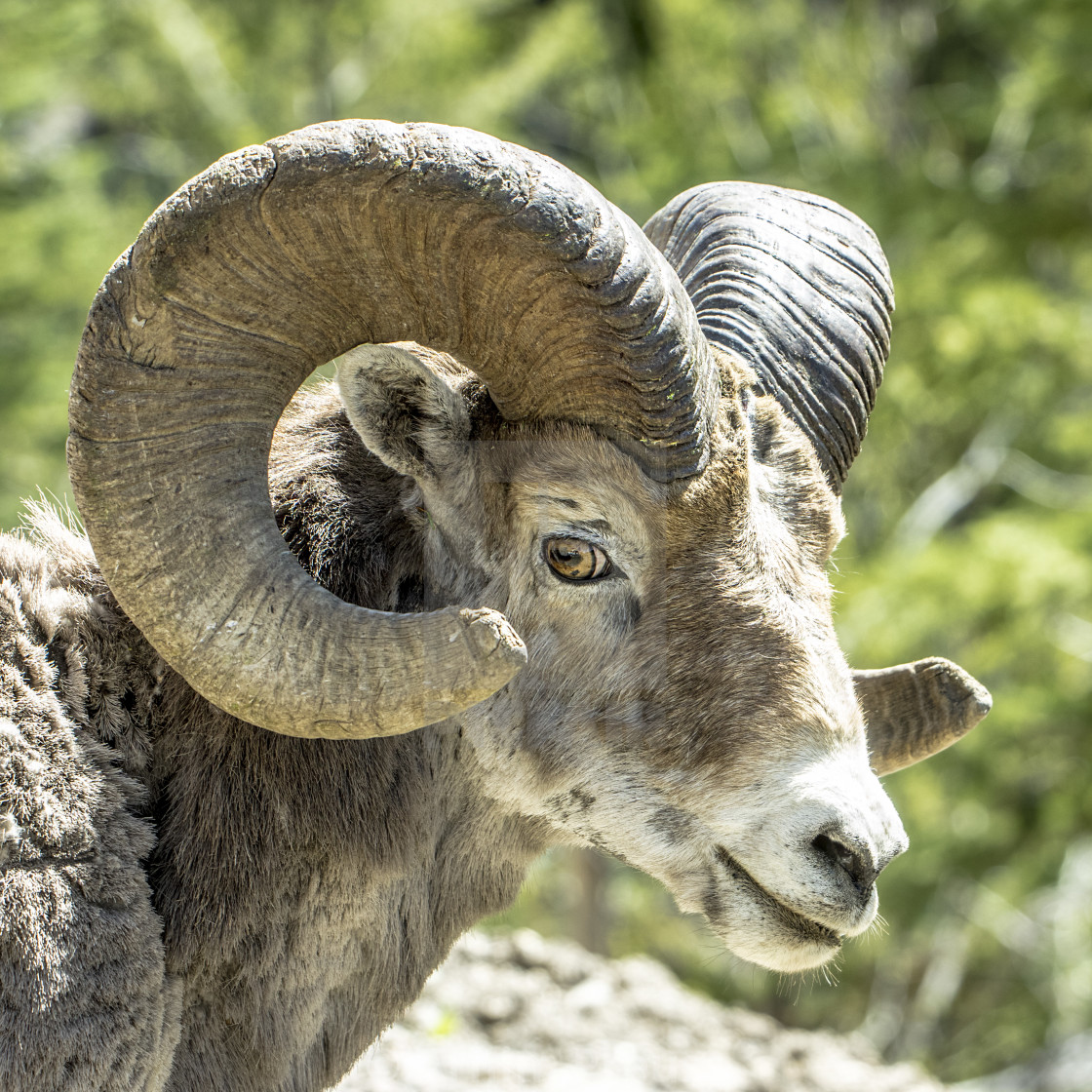 "Bighorn Ram" stock image