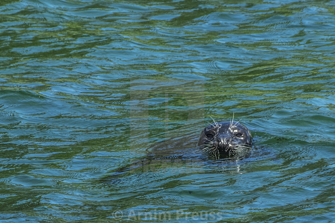 "Harbour Seal" stock image