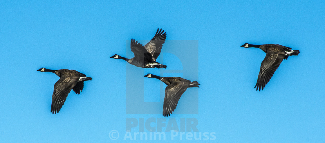 "Canada Geese In Flight" stock image