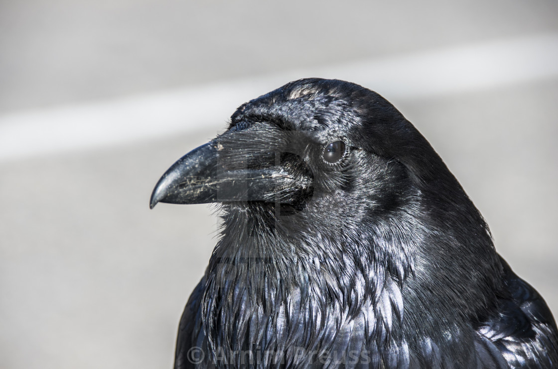 "Raven - A Portrait" stock image